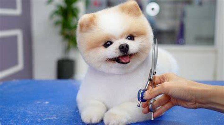 ポメラニアン くまカットの真実｜可愛さと健康リスクの光と影